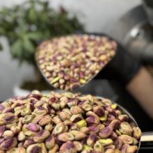 مغز پسته خام موکا